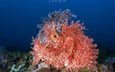 океан, подводный мир, ambon scorpion fish