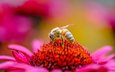 насекомое, цветок, пчела, пыльца, эхинацея