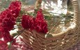 цветы, лепестки, красные, корзина, гвоздики, carnations