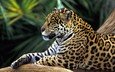 морда, животные, взгляд, хищник, ягуар, бразилия, дикая кошка, тропический лес, ч