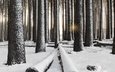 деревья, снег, лес, зима, лучи солнца, стволы
