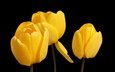 цветы, черный фон, тюльпаны, желтые