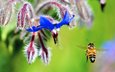 цветы, насекомое, крылья, пчела