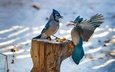 снег, орехи, зима, крылья, птицы, клюв, перья, пень, драка, голубая сойка