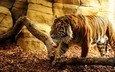 тигр, морда, взгляд, хищник, дикая кошка, солнечный свет