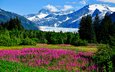 цветы, трава, деревья, горы, скалы, зелень, кусты, сша, долина, ледник, аляска, солнечно, люпин
