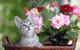 цветы, мордочка, розы, взгляд, корзина, кошки, котята