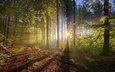 деревья, природа, лес, утро, туман, солнечные лучи