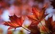 природа, листья, листва, осень, клен, кленовый лист, крупным планом