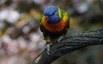 птица, клюв, перья, попугай, многоцветный, лорикет, радужный