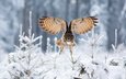 сова, снег, лес, зима, полет, крылья, птица, ели, филин