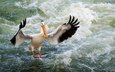 вода, волны, крылья, птица, клюв, перья, пеликан
