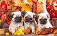 листья, мордочка, взгляд, осень, щенки, собаки, мопс