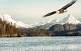 горы, снег, природа, море, залив, птица, аляска, белоголовый орлан