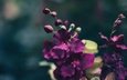 макро, цветок, лепестки, фиолетовый, орхидея