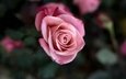 макро, фон, цветок, роза, лепестки, бутон, розовый, куст