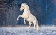 лошадь, снег, зима, конь, грива, жеребец