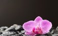 камни, цветок, капли, лепестки, черный фон, орхидея