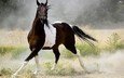 лошадь, природа, пыль, конь, бег, хвост