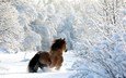 лошадь, деревья, снег, лес, зима, ветки, конь