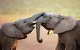 животные, игра, слоны, хобот, слоненок