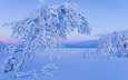 деревья, снег, природа, зима, иней, лапландия
