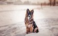 снег, зима, собака, щенок, мяч, немецкая овчарка, j.wiselka
