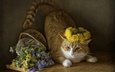 кот, кошка, одуванчики, полевые цветы, венок, корзинка