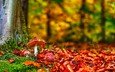 природа, лес, листья, осень, грибы, мухоморы