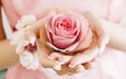 цветок, роза, лепестки, бутон, руки, ладони, розовая роза