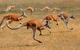 австралия, бег, кенгуру