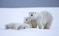 снег, зима, медведи, белый медведь, аляска, северный полюс, медвежата