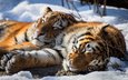 снег, сон, пара, отдых, дикая кошка, амурский тигр, тигры, кошки любовь
