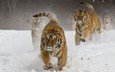 снег, зима, амурский тигр, тигры