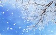 небо, ветка, снег, природа, дерево, зима, макро, снежинки, ветки