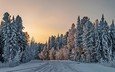 дорога, деревья, снег, природа, лес, зима