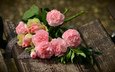 цветы, бутоны, розы, лепестки, скамейка, букет, розовые