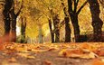 деревья, природа, листья, парк, осень