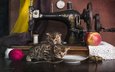 кошки, котята, швейная машинка, бенгальская кошка