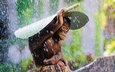 капли, лист, дождь, обезьяна, примат, шимпанзе