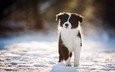 снег, зима, взгляд, собака, щенок, бордер-колли