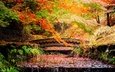 деревья, листья, парк, ручей, мост, осень, япония, каскад