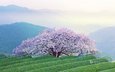 горы, цветение, пейзаж, япония, весна, сакура, кюсю, кумамото, остров кюсю, префектура кумамото