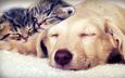 сон, собака, кошки, котята, мордочки, закрытые глаза