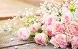 цветы, бутоны, розы, лепестки, букет, гипсофила, красивый букет