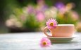 цветок, лепестки, размытость, чашка, чай