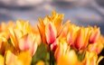 цветы, бутоны, макро, лепестки, весна, тюльпаны
