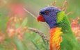 цветы, природа, птица, попугай, лорикет, разноцветный лорикет
