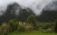деревья, горы, лес, туман, кусты, новая зеландия