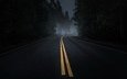 дорога, ночь, лес